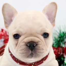 SANDY - Cream female French Bulldog puppy in West Plains, Missouri from Must Be Frenchies & Crown Of Curls Bolonka