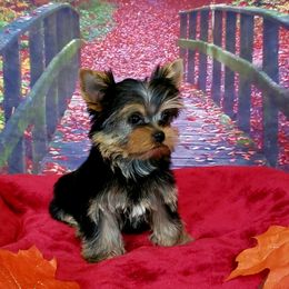 Yorkshire Terrier Puppies from Little Angel Yorkies