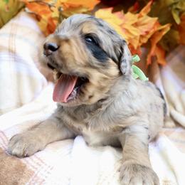 Oreo - Merle male Bernedoodle puppy in Middlesex, North Carolina from Willow Springs Doodles & Berners