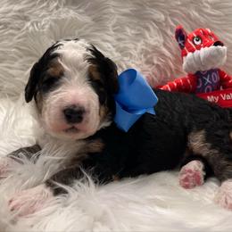 Linus Blue Boy - Tri-color male Bernedoodle puppy in The Woodlands, Texas from Gracie's Goldendoodles and Bernedoodles