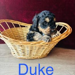 Duke - Tri-color male Bernedoodle puppy in Battle Creek, Michigan from T-Rose’s Bernedoodle & Pomsky Puppies