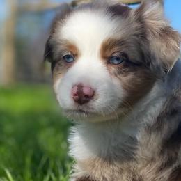 Miniature American Shepherds and Miniature Australian Shepherds from Sweetbay Aussies/ Miniature American Shepherds