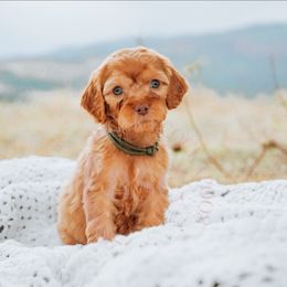 Green Collar - Red male Cockapoo puppy in Missoula, Montana from Big Sky Cockapoos