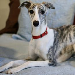 Tinna - White and fawn brindle female Whippet puppy in Robesonia, Pennsylvania from Rogue Mountain Manor