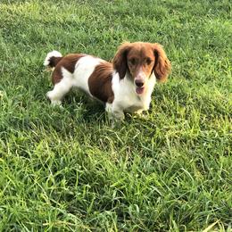 Charlie - Dachshund
