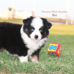 Miniature Australian Shepherd Puppies from Parsons Place Aussies