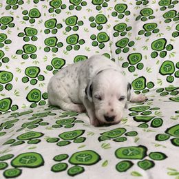 Zicon - White and black male Dalmatian puppy in Claremore, Oklahoma from Lotsofdots Dalmatians