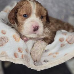 Custard - Red male Companion Cross puppy in Decatur, Illinois from Petite Pups