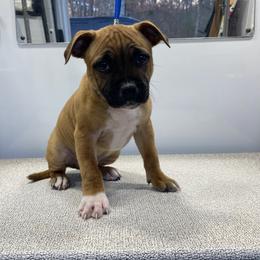 Staffordshire Bull Terrier Puppies from TimbreStaff