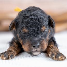 Alder - Phantom male Bernedoodle puppy in Erda, Utah from Country Lane Doodles