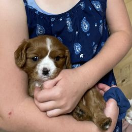 Cavalier King Charles Spaniel and Cavapoo Puppies from Sunny Hill Puppies