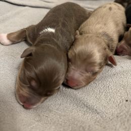 Girl 2 - Red merle female Australian Shepherd puppy in East Hartford, Connecticut from CT Aussies