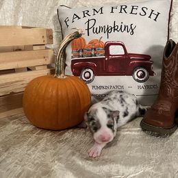 Australian Shepherd Puppies from A Beautiful Soul Aussies