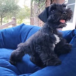 Sweet Pups S and PM Taffy - Black and silver male Miniature Schnauzer puppy in North Zulch, Texas from Sweet Pup Schnauzers
