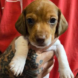 Puzzle - Piebald male Dachshund puppy in New Caney, Texas from BouncinMiniWeenies