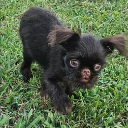 Dark choc rough - Brown female Brussels Griffon puppy in Huntsville, Alabama from Tammy's Brussels