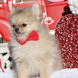 Teddy - Cream male Pomeranian puppy in Woodbine, Georgia from Bowdachs Cream Pies