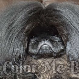 Goerge - Pekingese