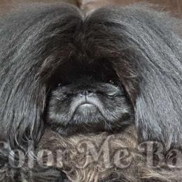 Goerge - Pekingese