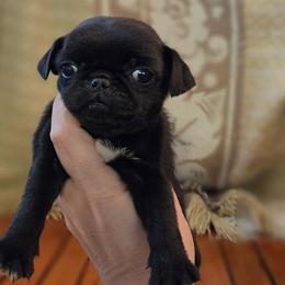 Saddle - Black female Pug puppy in Cincinnati, Ohio from Pugs513