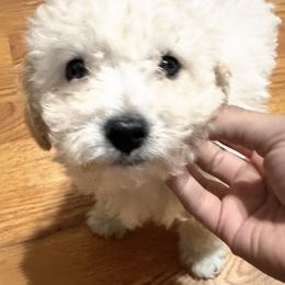 Enzo - White male Maltipoo puppy in Richland, Washington from Northwest Paws