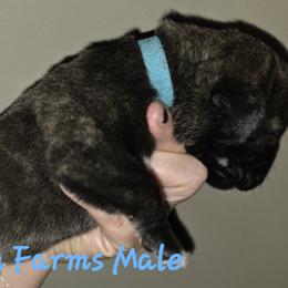 Boy 2 - male Cane Corso puppy in Yale, Michigan from Titan Farms