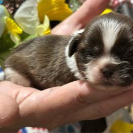 CKC Boy 1 - Liver and white male Shih Tzu puppy in Houston, Texas from Paws n Claws