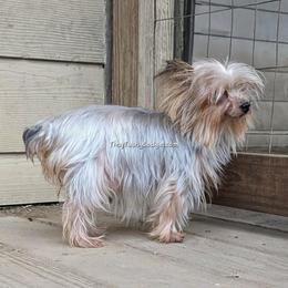 Kissimmee - Yorkshire Terrier