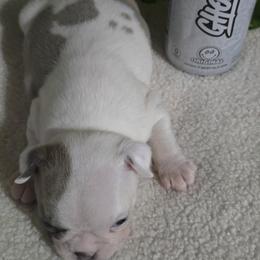 Boston Terrier puppies from Glacier Bark Boston Terriers