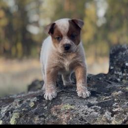 Junior - Red speckled male Australian Cattle Dog puppy in Edwall, Washington from Firecreek Farm & Designs