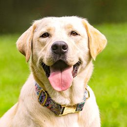 Holly - Labrador Retriever