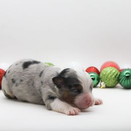 Male 2 - Blue merle male Miniature American Shepherd puppy in Childress, Texas from Taylor Farms