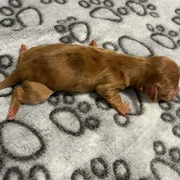 Elain - Red female Dachshund puppy in Park Hills, Missouri from Ozark Miniature Dachshunds