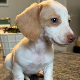 Ready Now - Partial Blue Eyes Extreme Choc Based Red Dapple Piebald Female - Dapple female Dachshund puppy in Horizon City, Texas from Micah's Minis