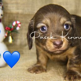 Dachshund Puppies from Pasek Kennels