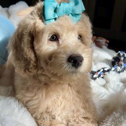 Katie - Caramel ice female Australian Labradoodle puppy in San Antonio, Texas from I Love U Back Labradoodles, LLC