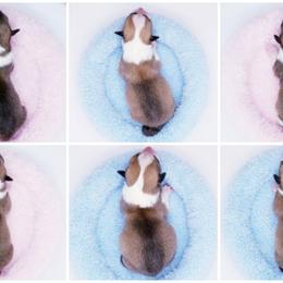 American Corgi and Pembroke Welsh Corgi Puppies from Whimsical Treasure Corgis