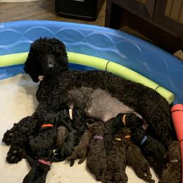 Poodle Puppies from Sturgill’s Raising the Standards