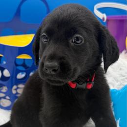 Red - Black female Labrador Retriever puppy in Heath Springs, South Carolina from Rich Hill Retrievers