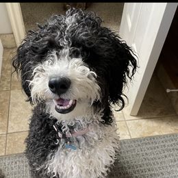 Paisley  - Bernedoodle
