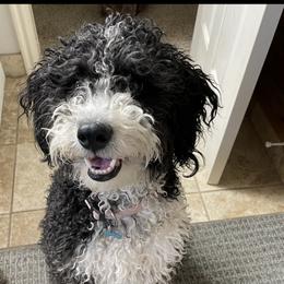 Paisley  - Bernedoodle