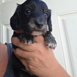 Monday - Black and cream male Dachshund puppy in El Paso, Texas from Mells Weenies