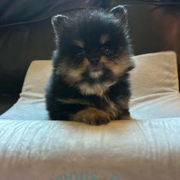 Coconut - Tri-colored male Pomeranian puppy in Zavalla, Texas from Precious Puff Poms
