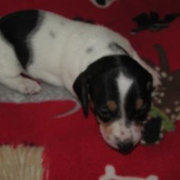 Dachshund puppies from Lori's Cavalier King Charles Spaniels & Dachshunds