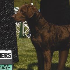 Chesapeake Bay Retrievers from Mountainside Chesapeakes
