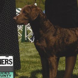 Chesapeake Bay Retrievers from Mountainside Chesapeakes