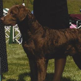 Chesapeake Bay Retrievers from Mountainside Chesapeakes