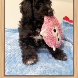 Girl 2 Aussie Doodle - Black female Miniature Australian Shepherd puppy in Pensacola, Florida from TNT MINI AUSSIES