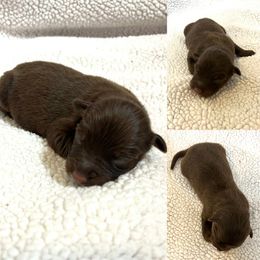 Max - Red tri-color female Australian Shepherd puppy in Red Bluff, California from Dream E River Ranch