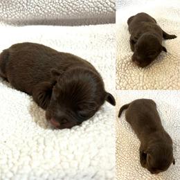 Max - Red tri-color female Australian Shepherd puppy in Red Bluff, California from Dream E River Ranch